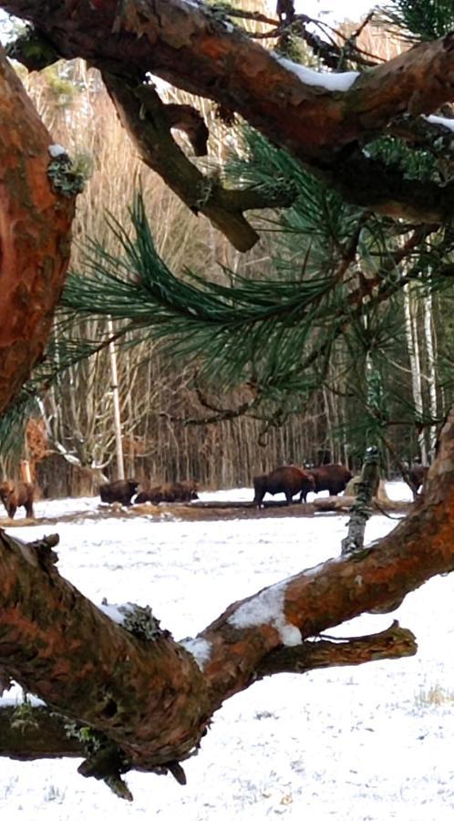 Siedlisko Gruszki Puszcza Bialowieska Narewka Exterior photo