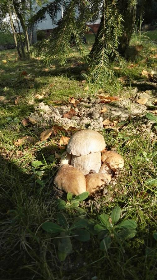 Siedlisko Gruszki Puszcza Bialowieska Narewka Exterior photo