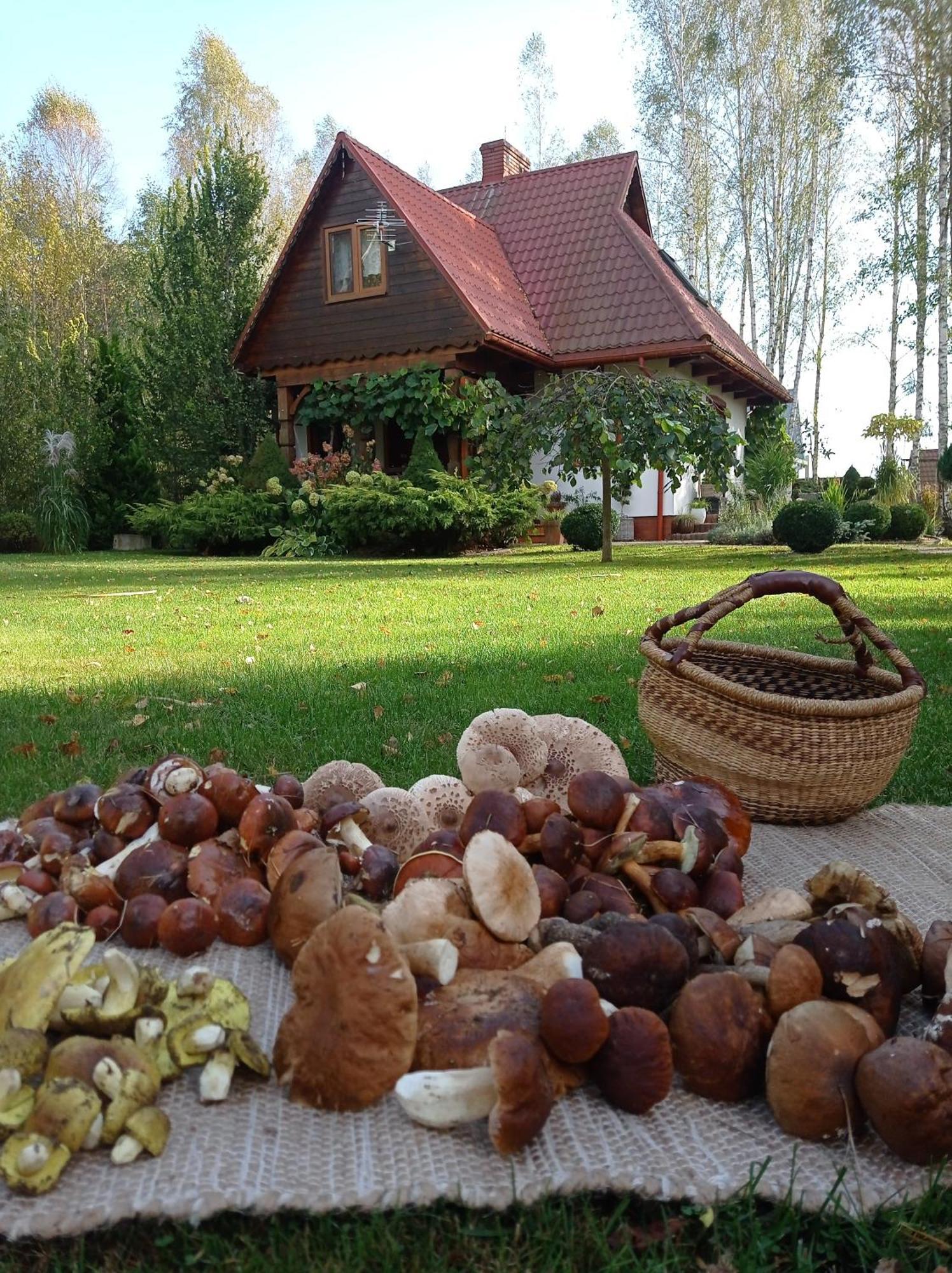 Siedlisko Gruszki Puszcza Bialowieska Narewka Exterior photo